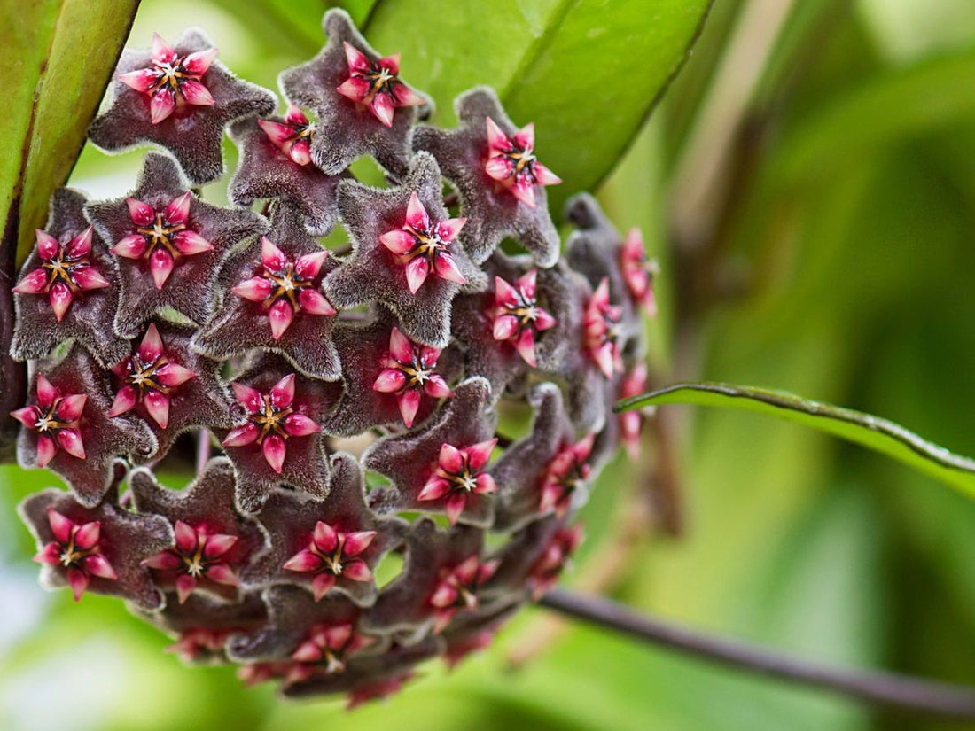 Green Black flower seeds
