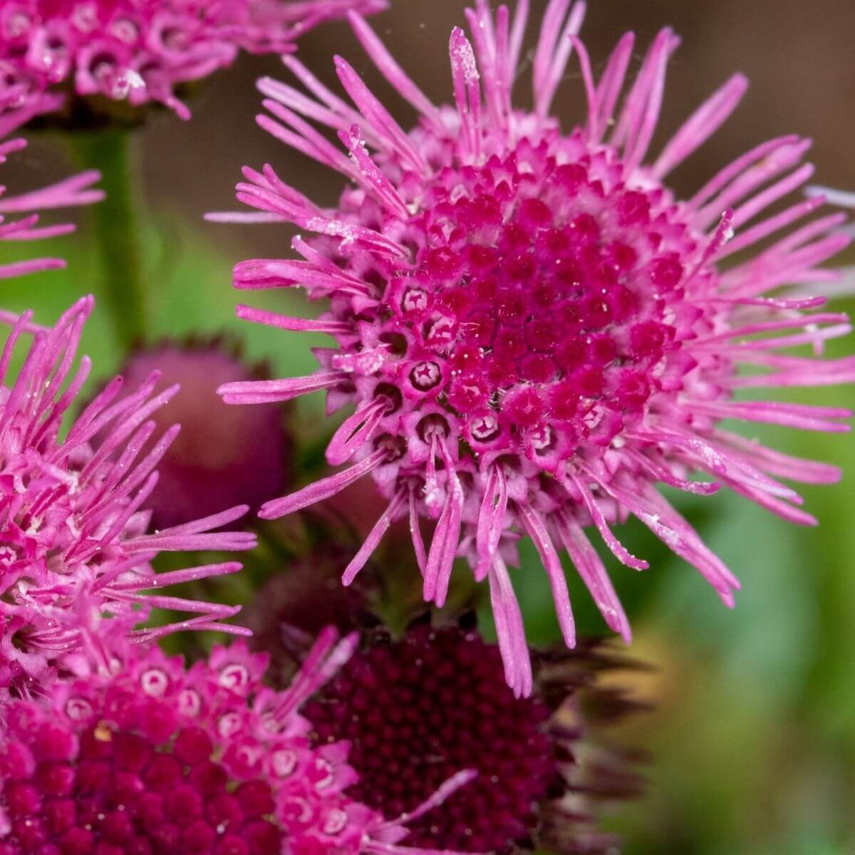 Rose Ageratum plant