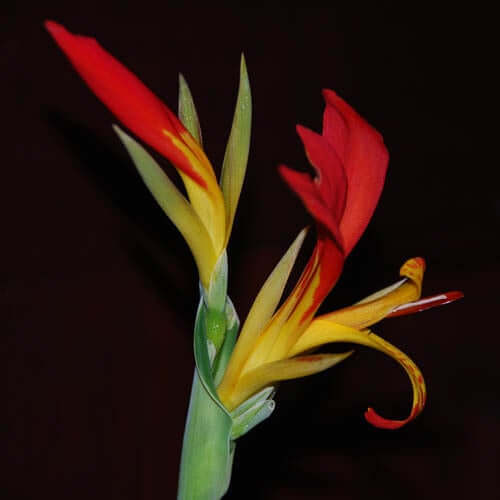 Canna Brasiliensis plant
