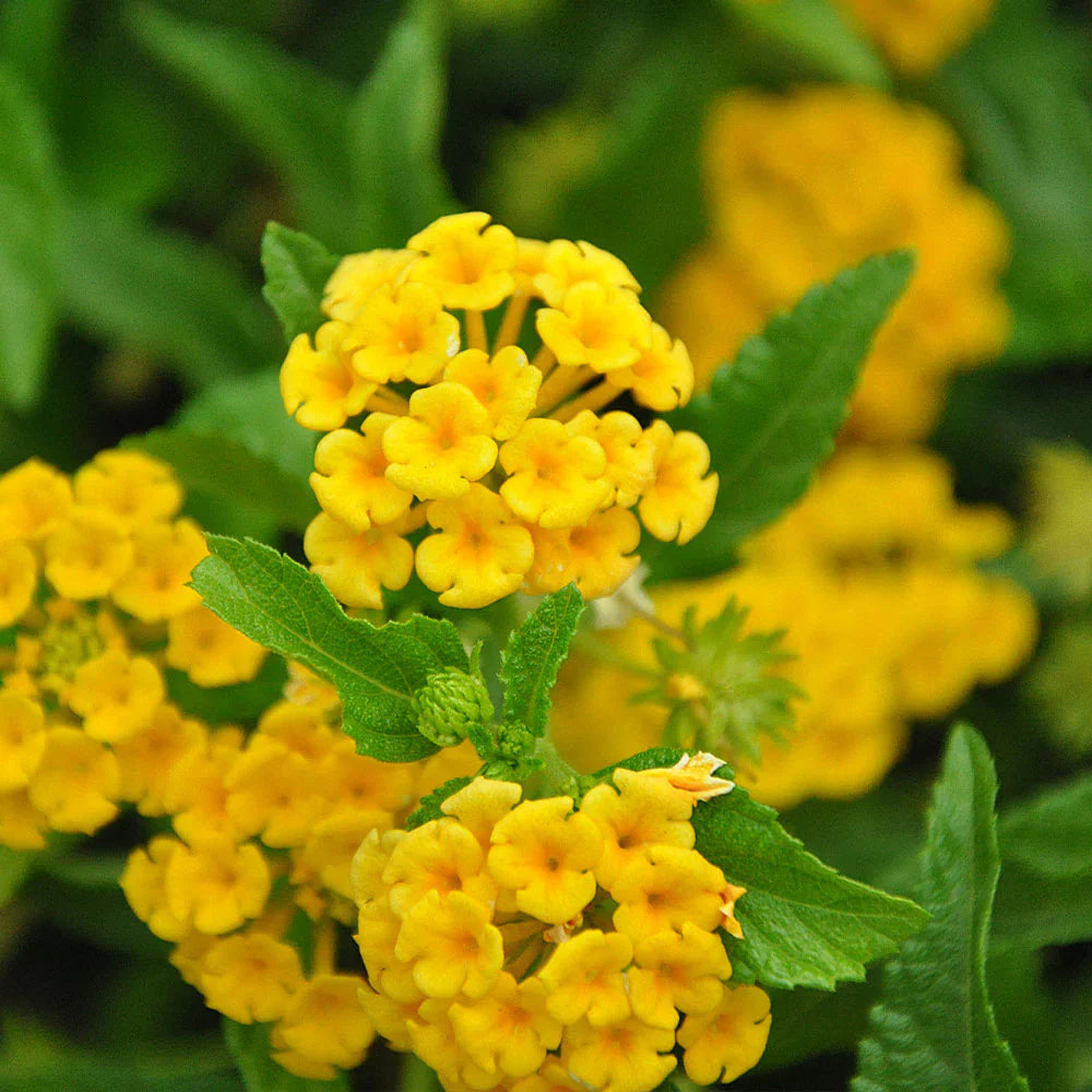 Light Yellow flower seeds