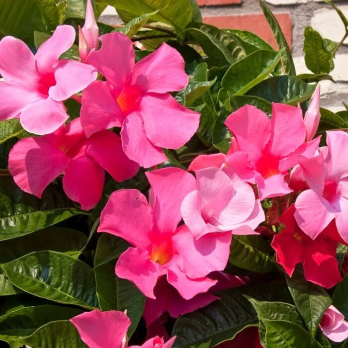 Light Pink flower seeds