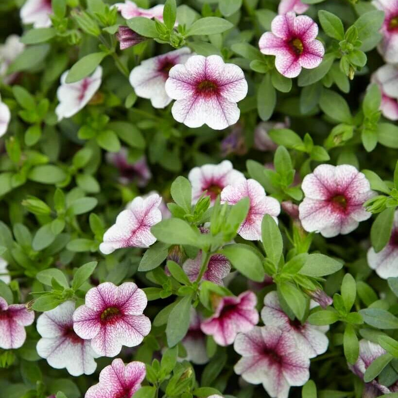 Cabaret Series plant