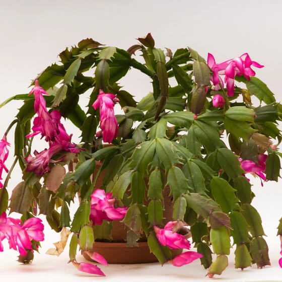 Christmas Cactus plant
