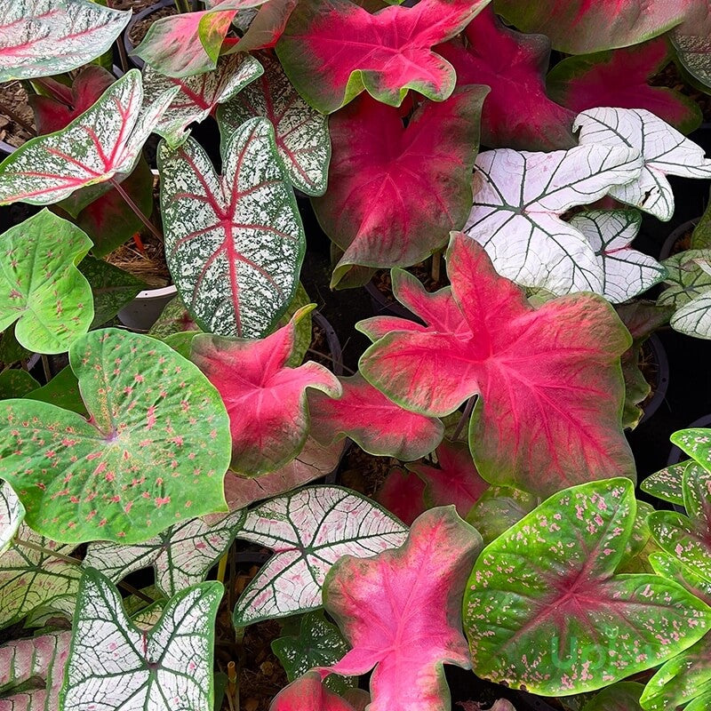 Caladium plant