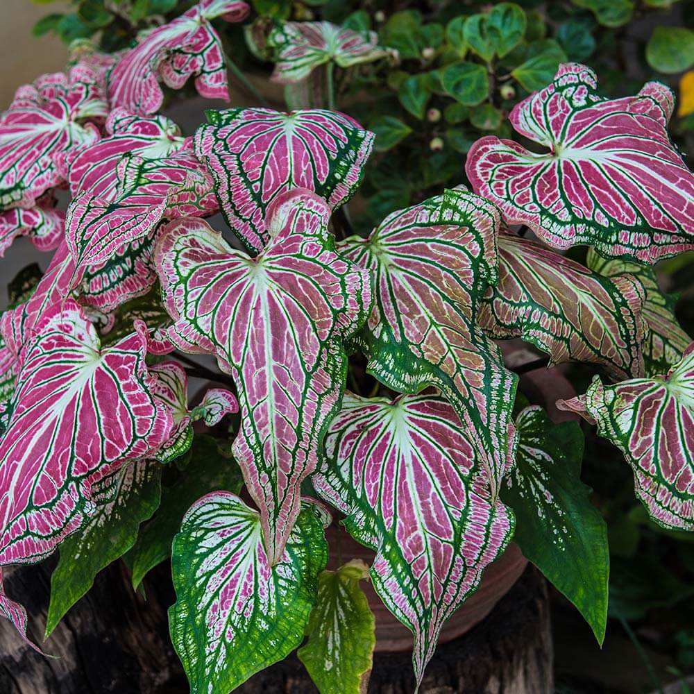 Caladium plant
