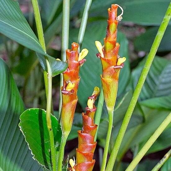 Calathea Lutea plant