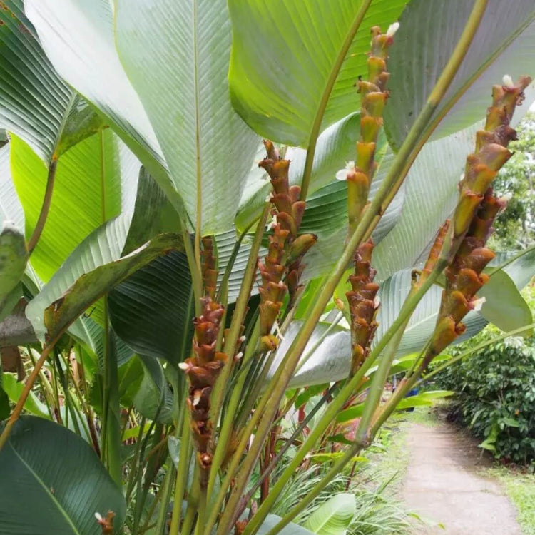 Calathea Lutea plant
