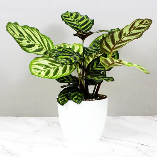 Calathea Makoyana plant