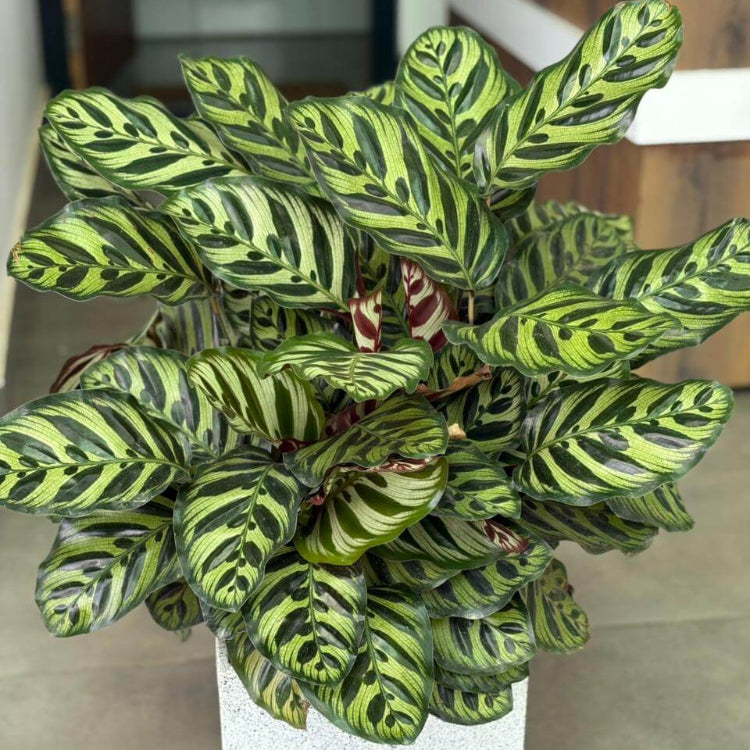 Calathea Makoyana plant