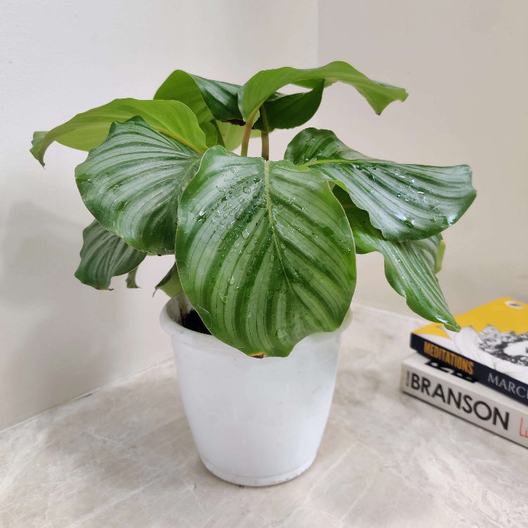Calathea Orbifolia plant