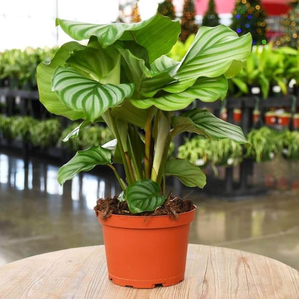 Calathea Orbifolia plant