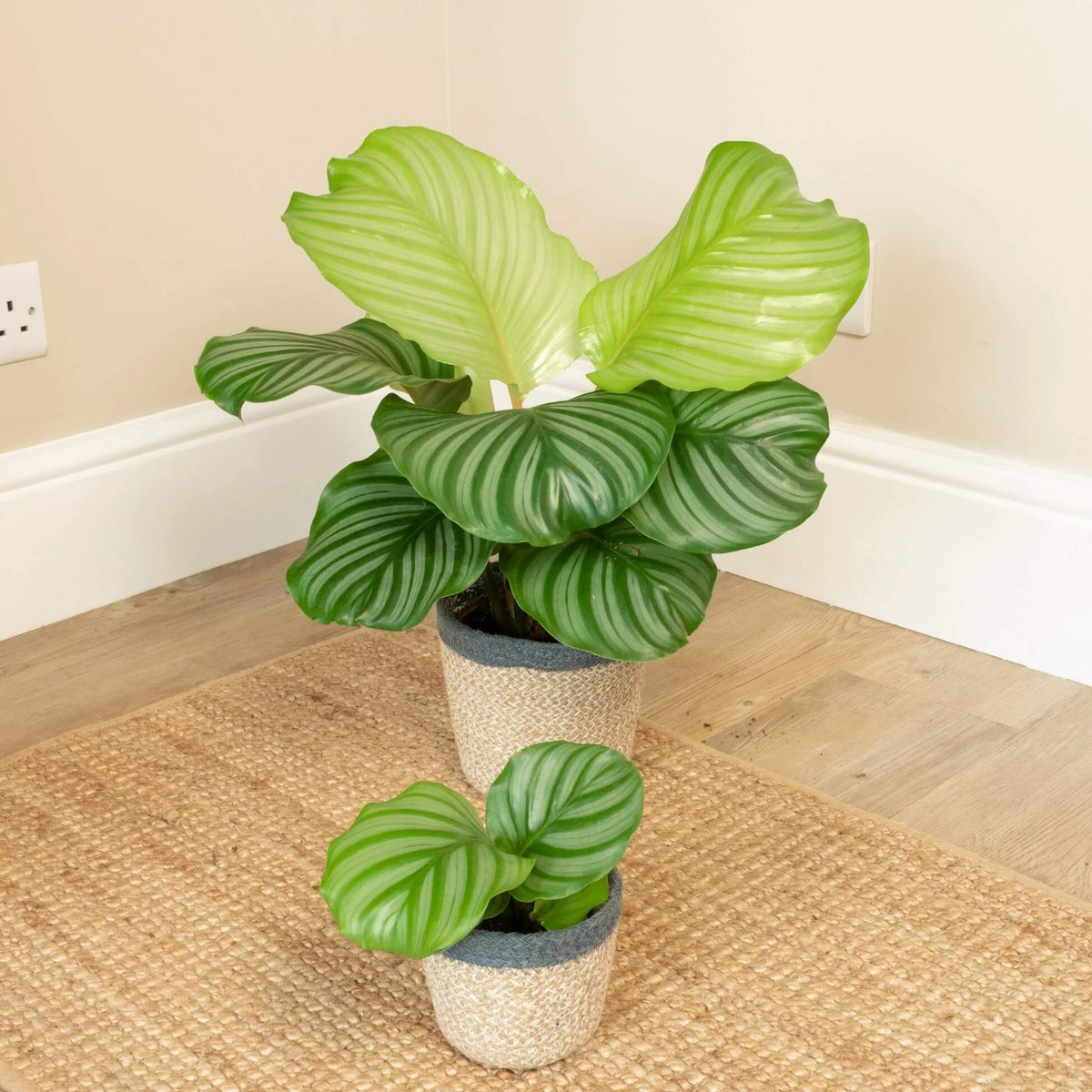 Calathea Orbifolia plant