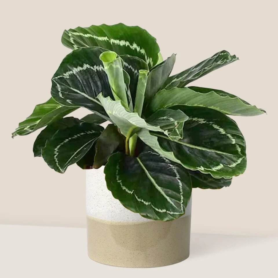 Calathea Roseopicta plant