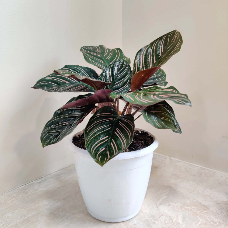 Calathea plant