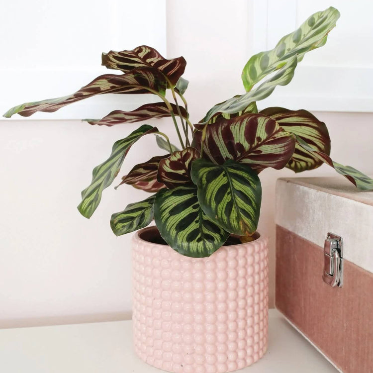 Calathea plant