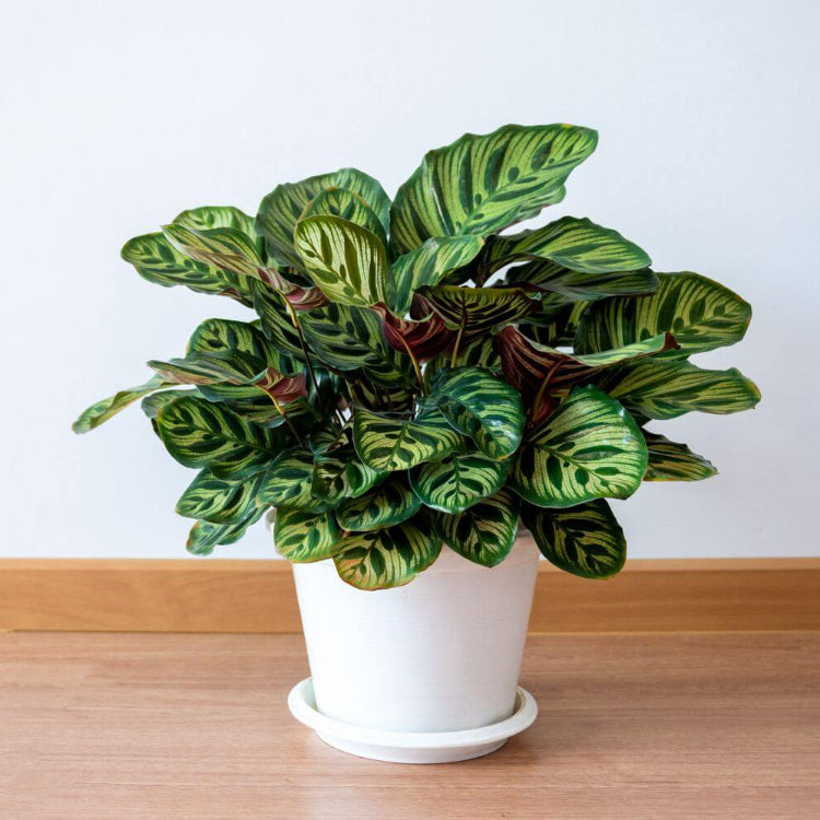 Calathea plant