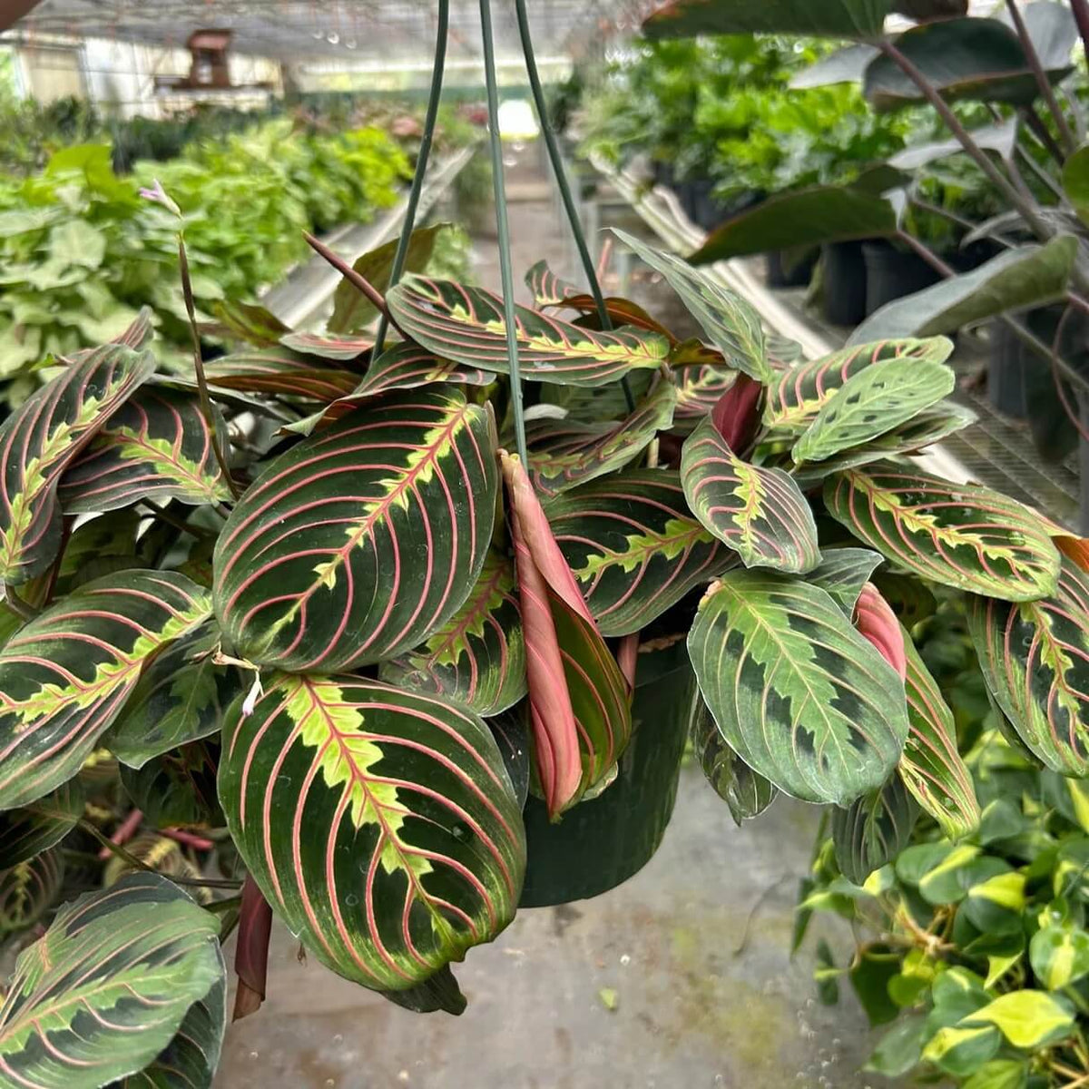 Calathea plant