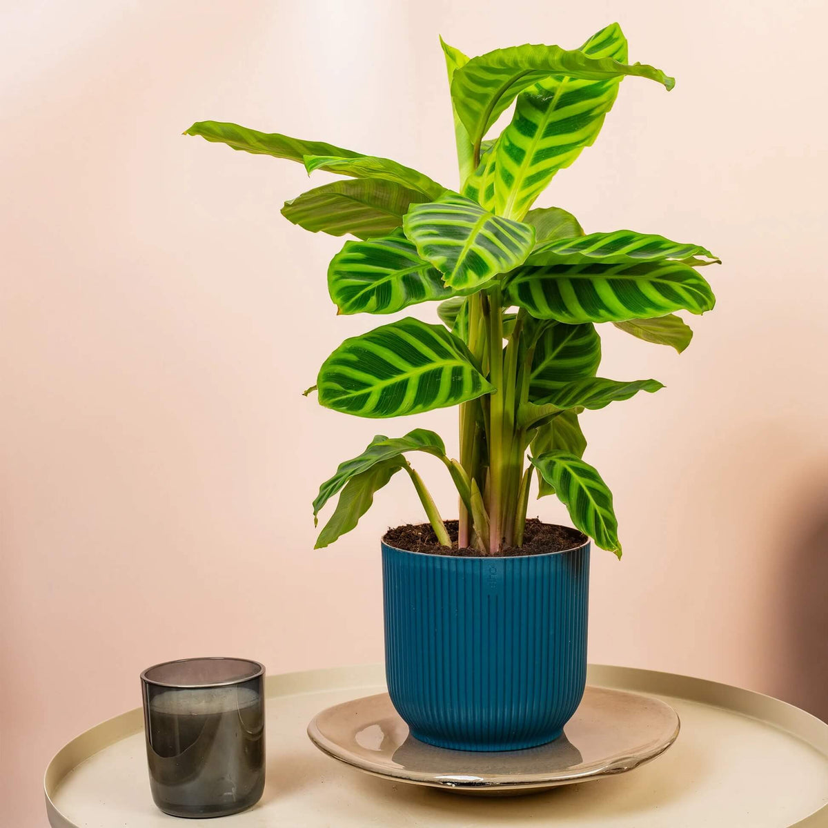 Calathea Zebrina plant