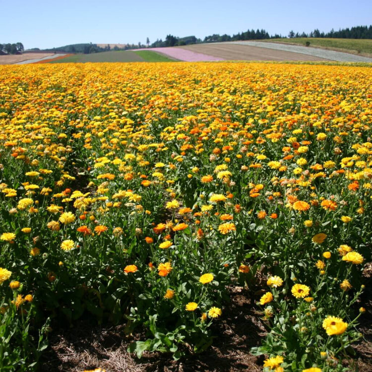 Fancy Mix Calendula plant