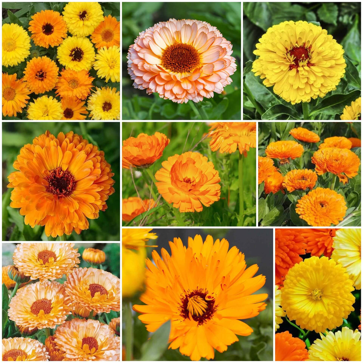 Calendula plant
