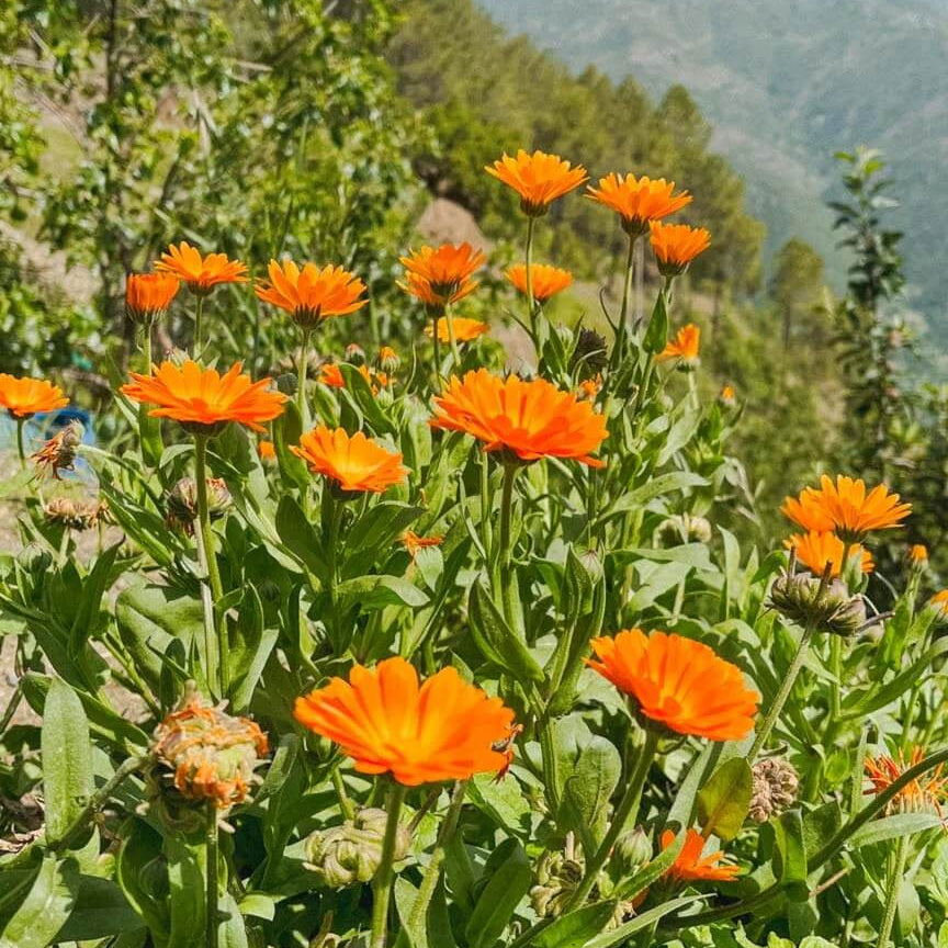 Calendula plant