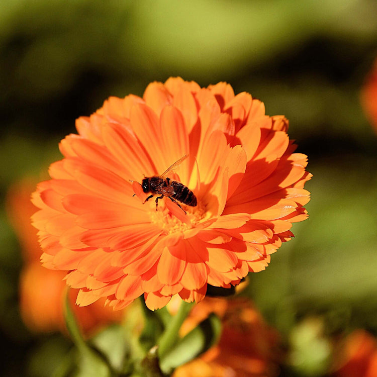 Geishe Girl Calendula plant