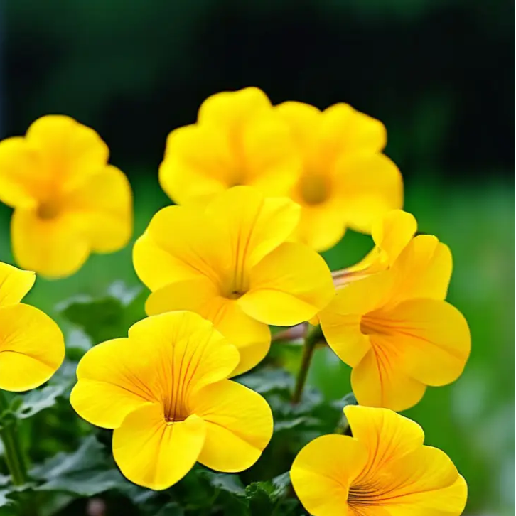 Compact Calibrachoa plant