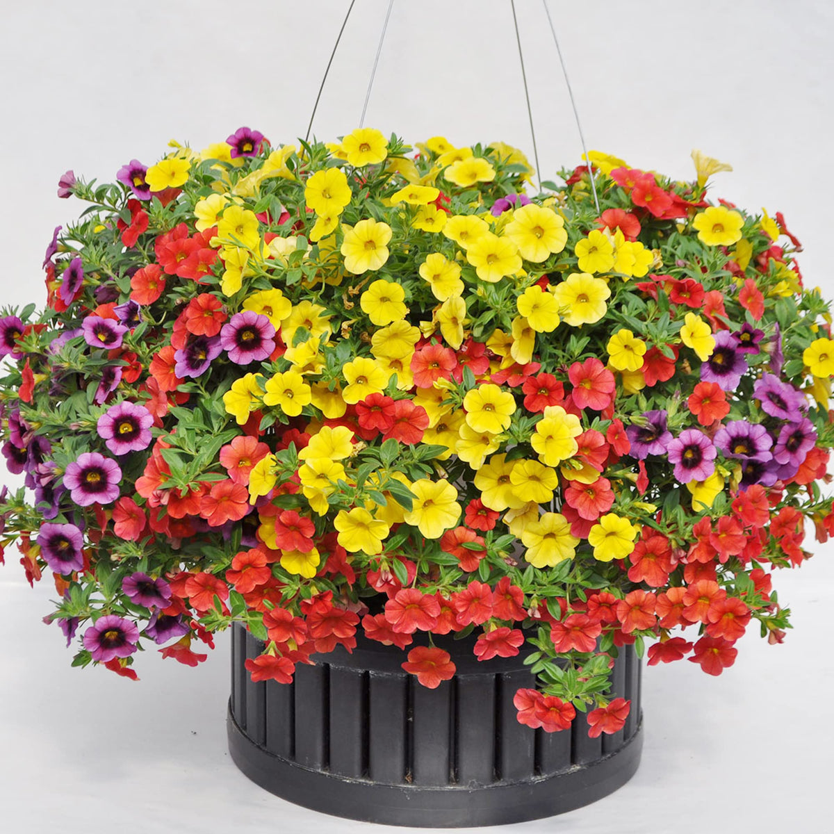 Million Bells Calibrachoa plant