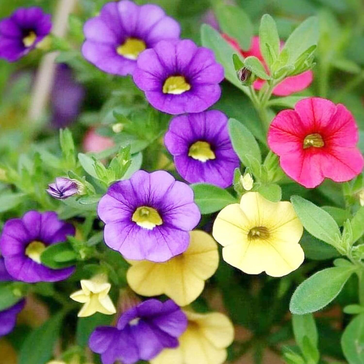 Calibrachoa plant