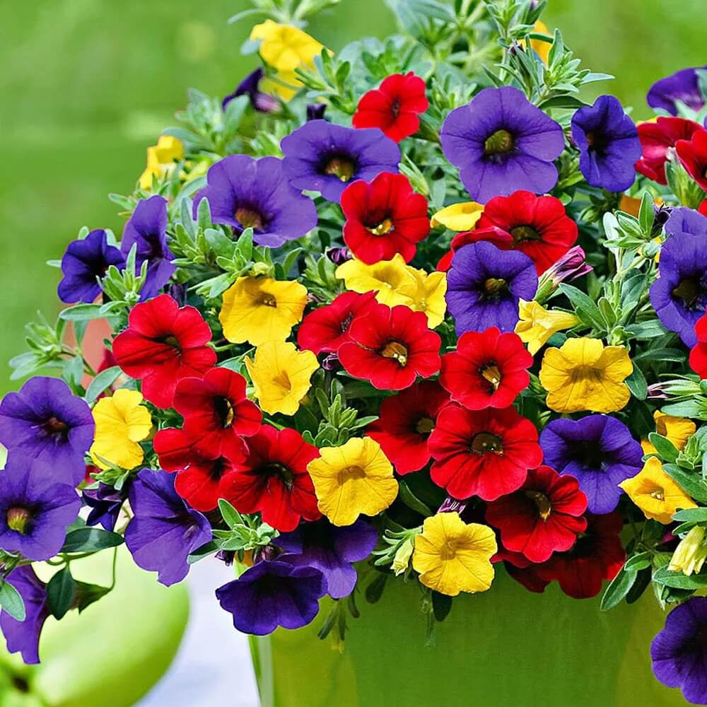 Calibrachoa plant
