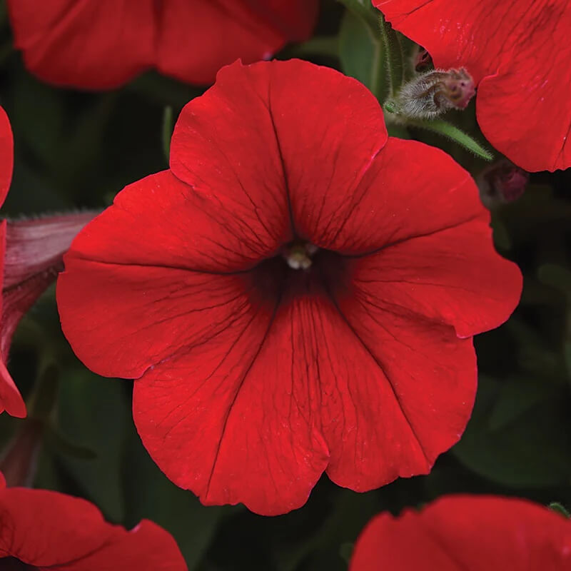 Red Calibrachoa plant