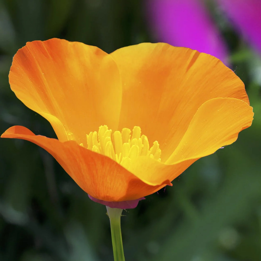 Cali flower seeds