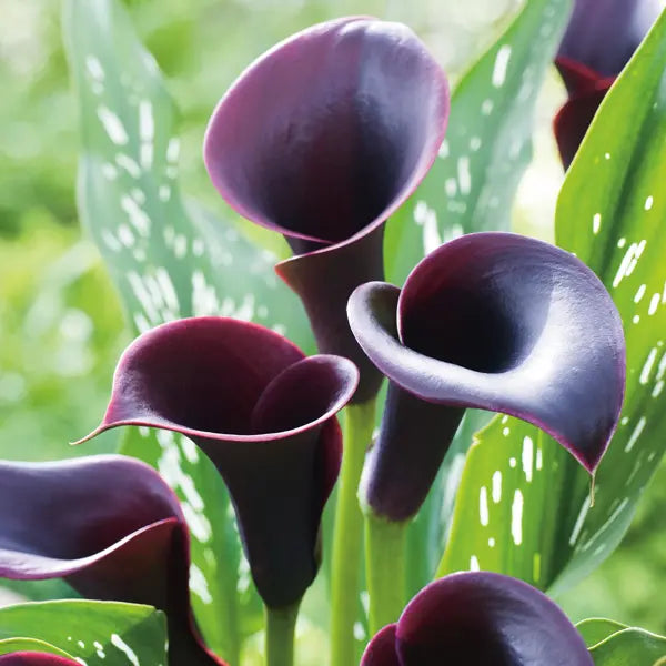 Deep Purple flower seeds
