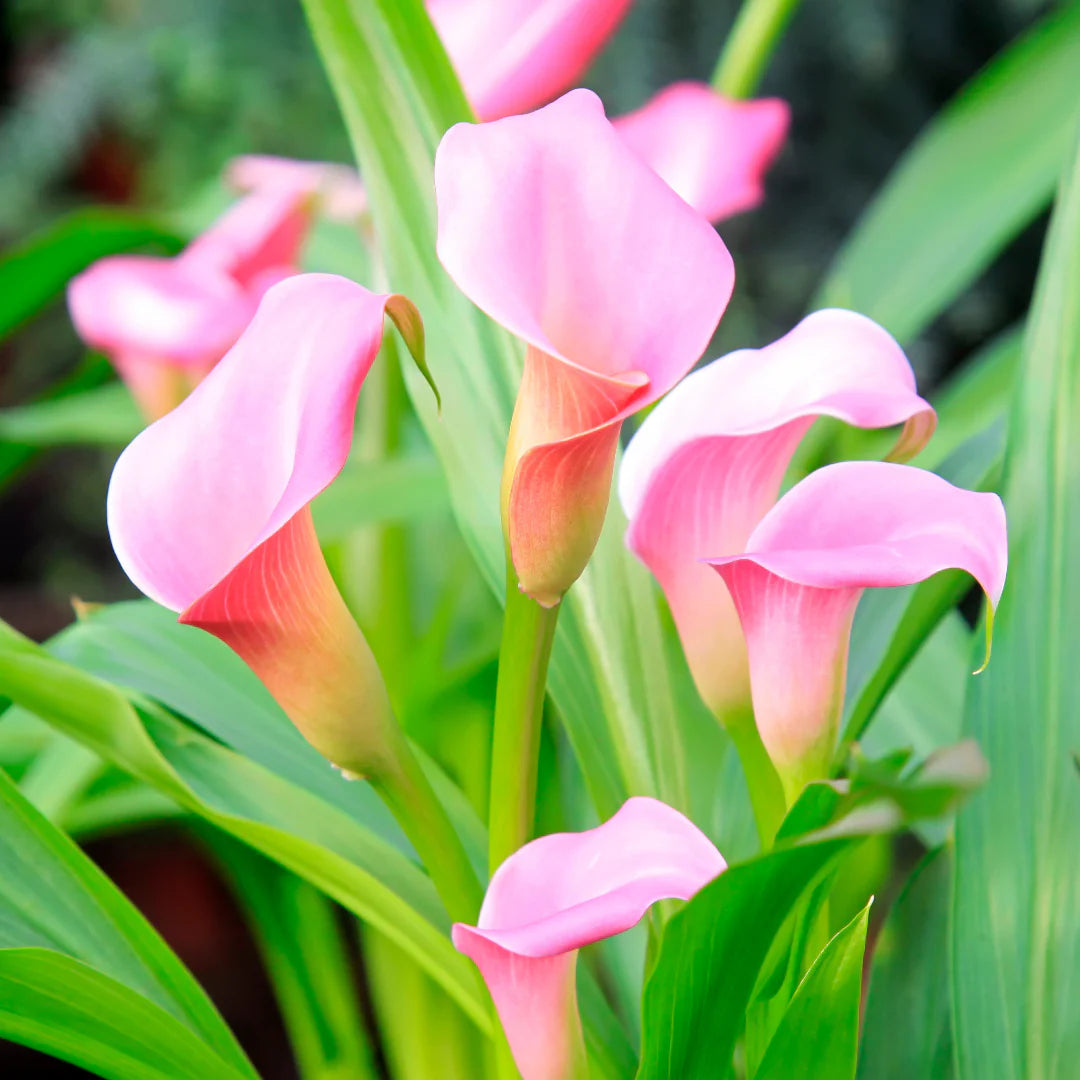 Light Pink flower seeds