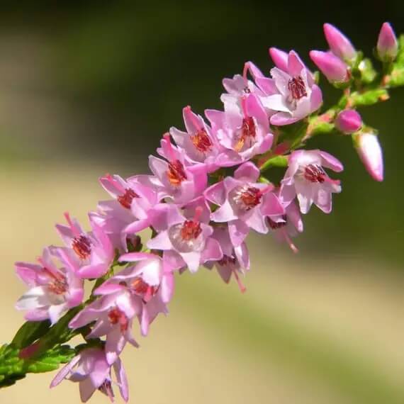 Calluna Vulgaris plant