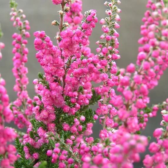 Calluna Vulgaris plant