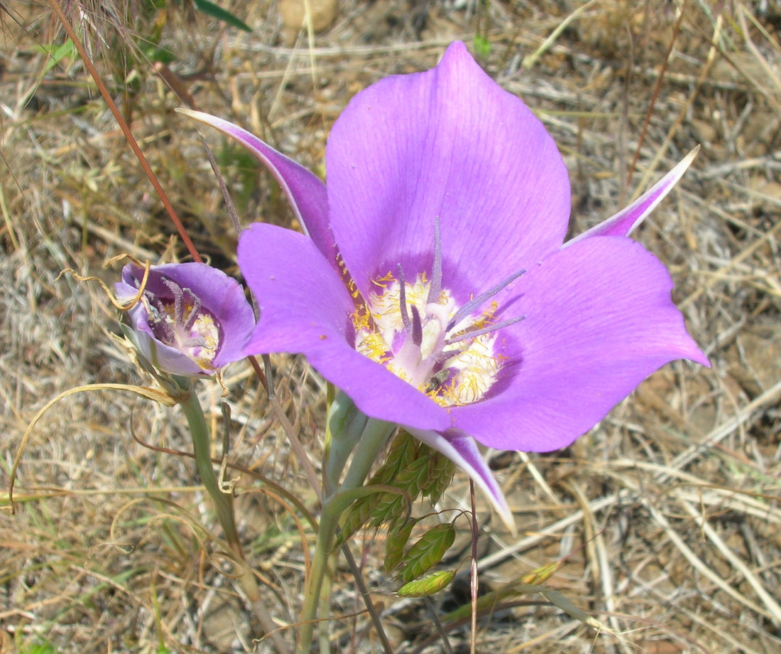 Calochortus Macrocarpus flower seeds