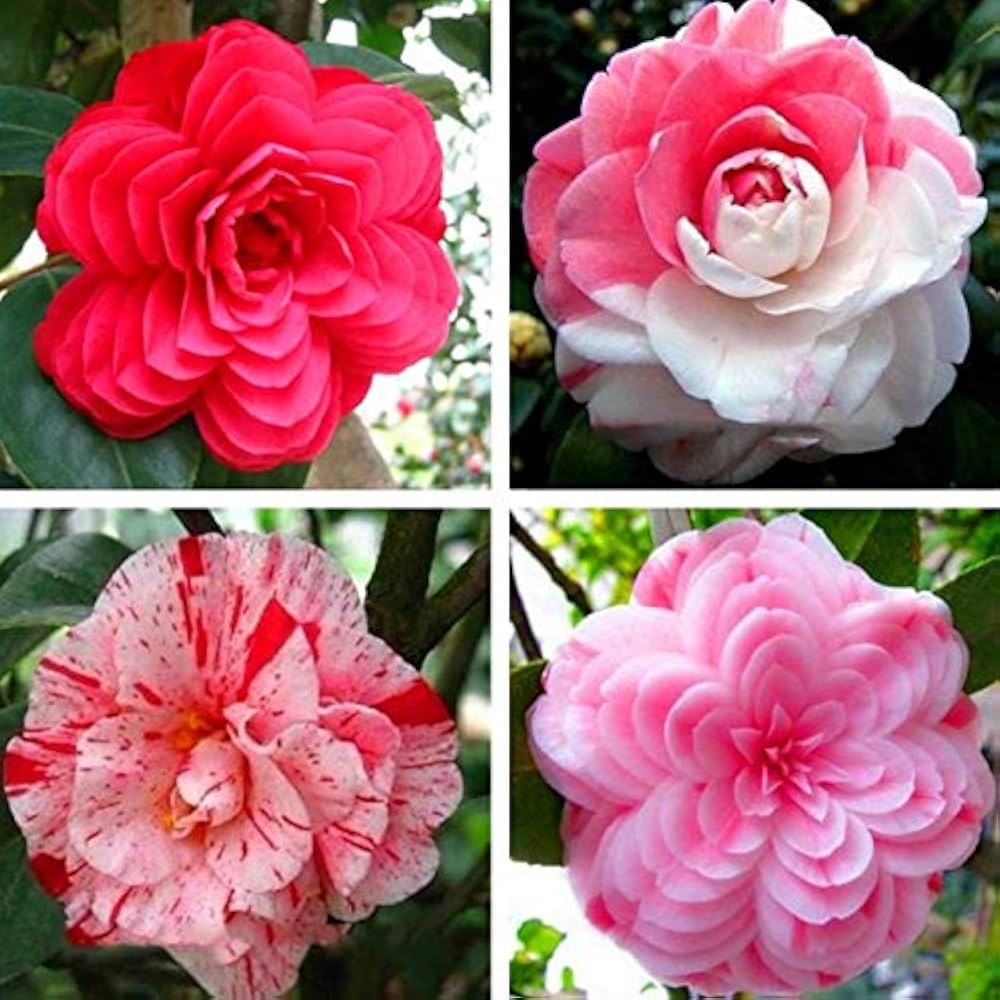 Camellia flower seeds