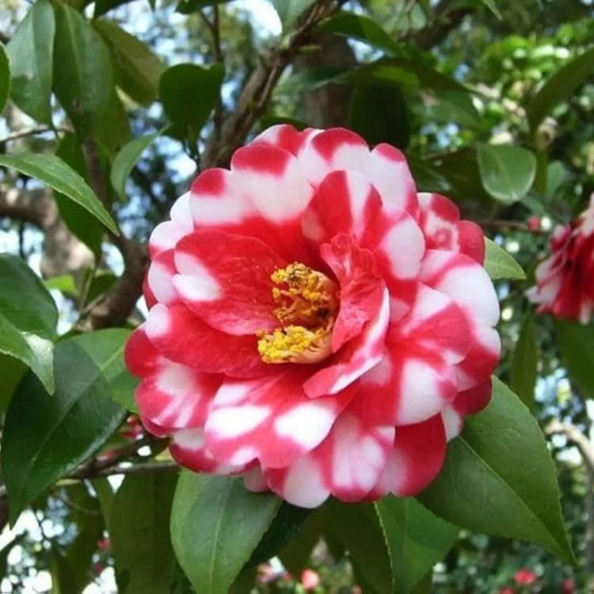 White Japonica Camellia plant