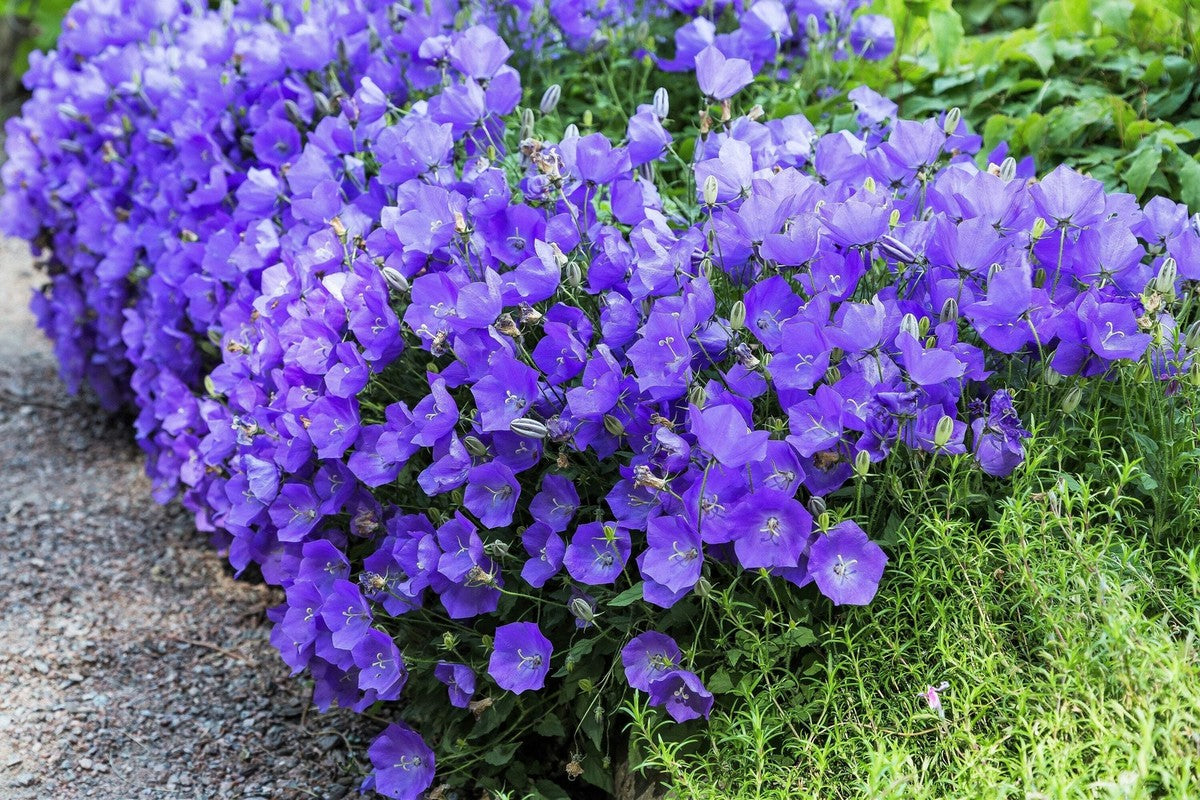 Carpathian Blue Campanula plant