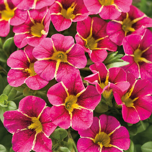 Can-Can Series plant