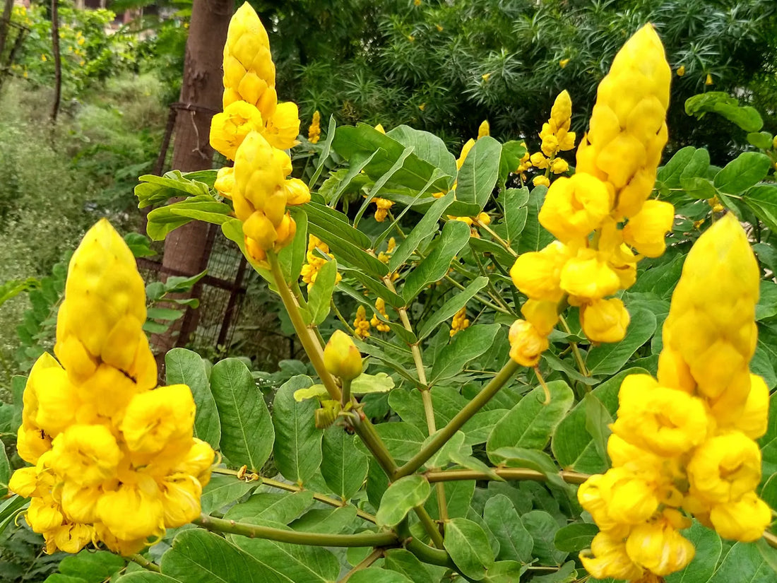 Cassia Alata flower seeds