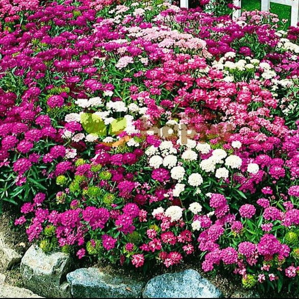 Mix Candytuft ibris plant