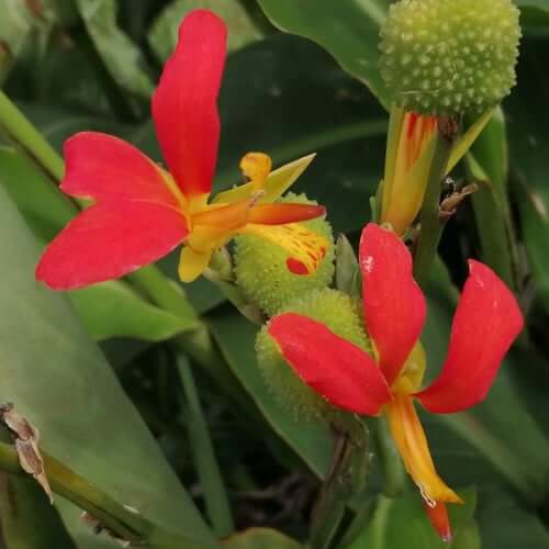 Canna Brasiliensis plant