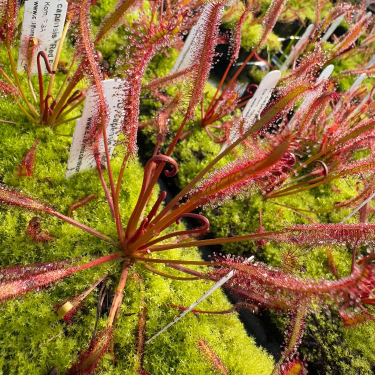 Cape Sundew plant