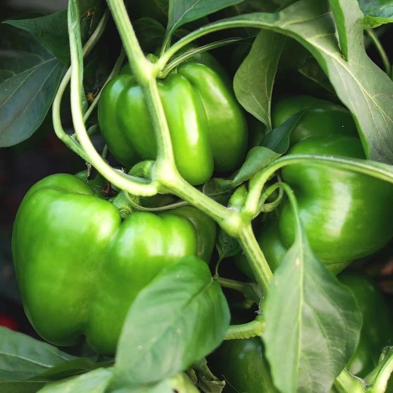 Graines de poivron à planter – Semences potagères anciennes sans OGM