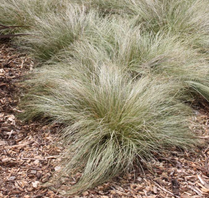 Carex Comans green grass growing in an ornamental garden