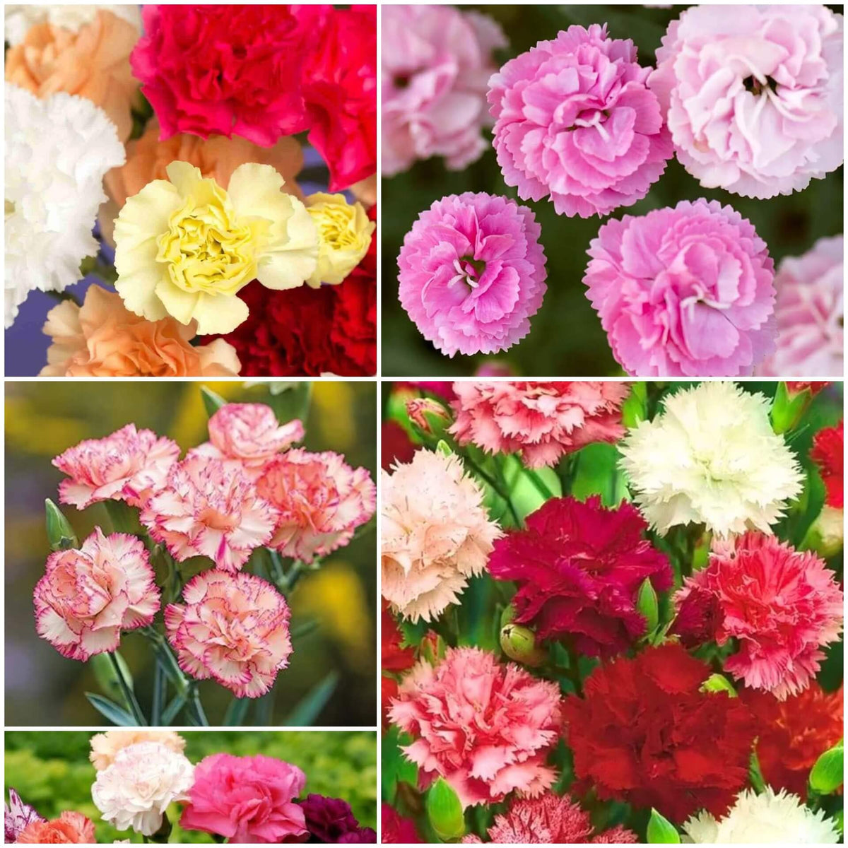 Carnation plant