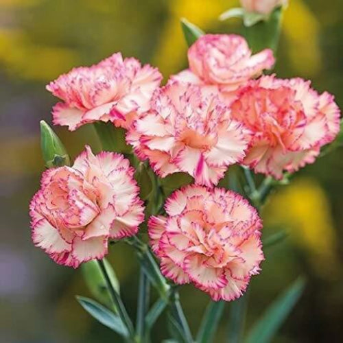 Carnation plant