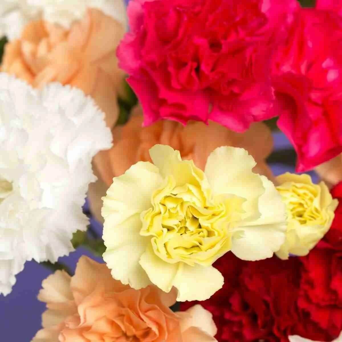 Carnation plant